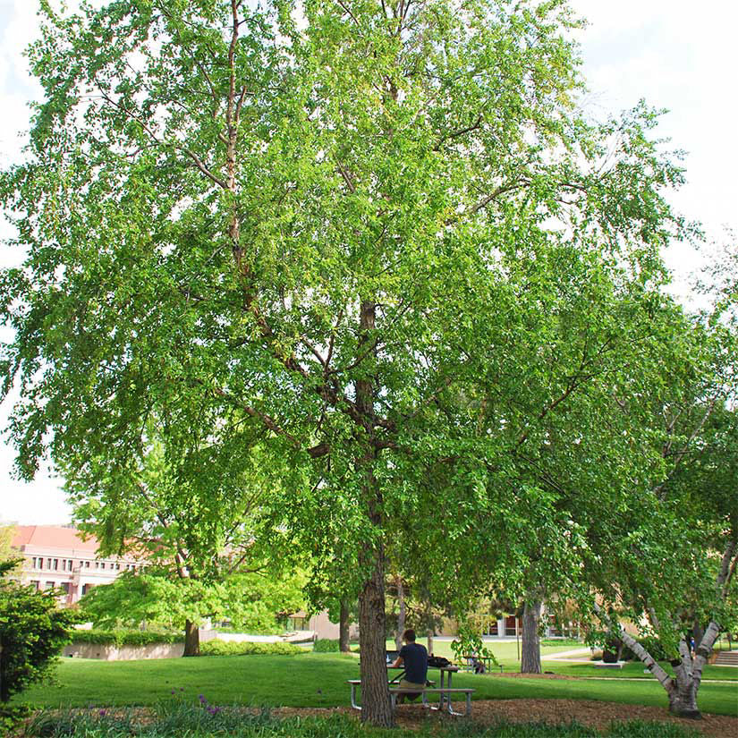 River Birch Live Tree 12–18” Betula nigra, Hardy Deciduous Shade Tree for Zones 4–9, Ornamental Bark & Foliage