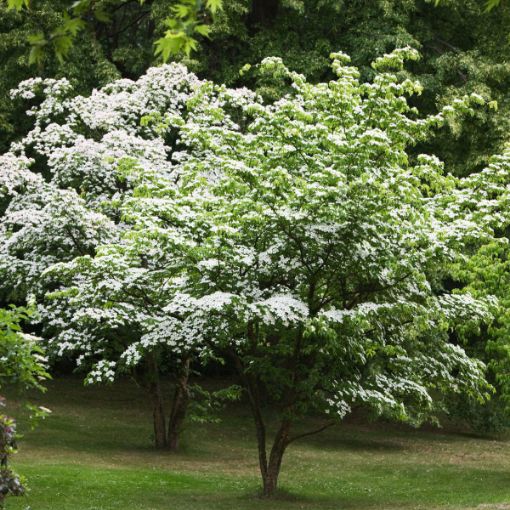 3 White Kousa Dogwood Tree Cuttings – Cornus kousa Flowering Dogwood Ornamental Plant for Garden, Unrooted, Spring Blooms