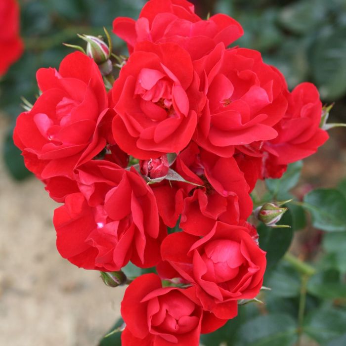 Super Rare Eternity Red Rose Cuttings – Rosa ‘Eternity Red’ Deep Red Flowering Stem for Rooting & Grafting (3 Unrooted)