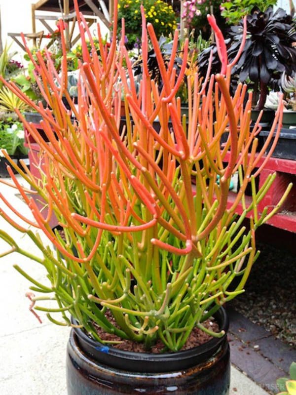 15 Fire Sticks Succulent Cuttings – Euphorbia Tirucalli – Drought-Tolerant Propagation Stems – Colorful, Unrooted Succulents
