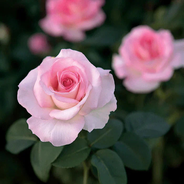 Super Rare Pink Promise Rose Cuttings (3) – Rosa ‘Pink Promise’ Hybrid Tea Unrooted Grafting or Rooting