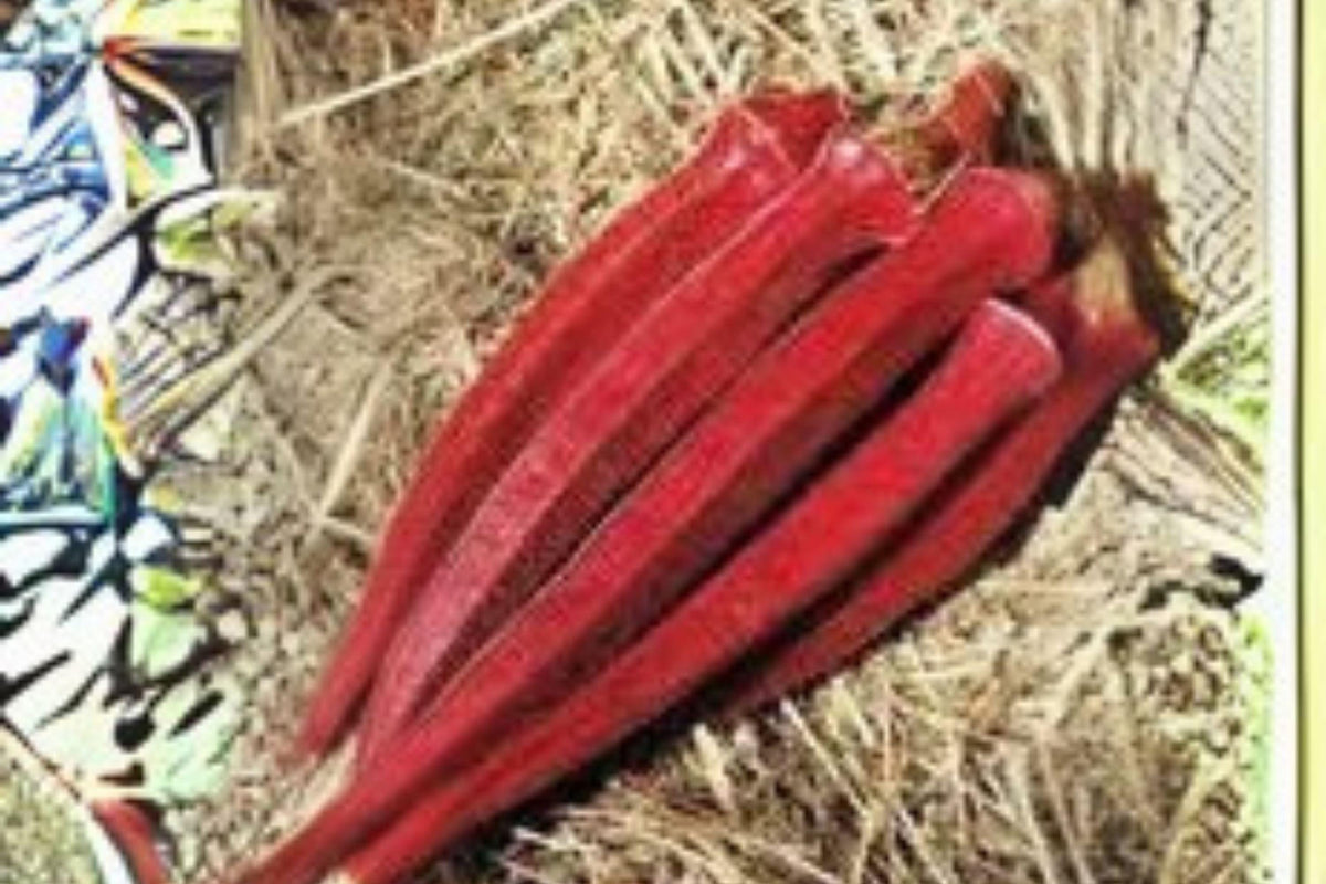 15 Seeds Okra Red Burgundy β Heirloom Deep Red Pods, Ornamental & Edible Garden Variety