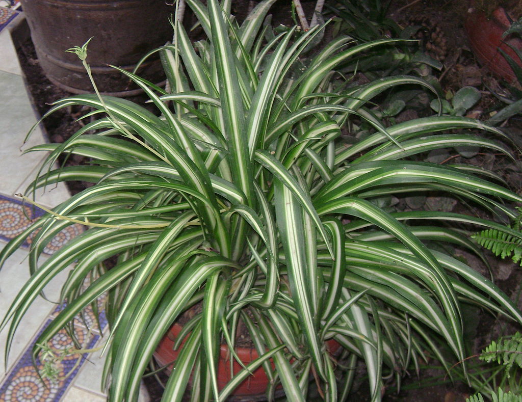 10 Variegated Spider Plant Cuttings | Chlorophytum comosum | Live Unrooted Houseplants for Indoor Air Purification