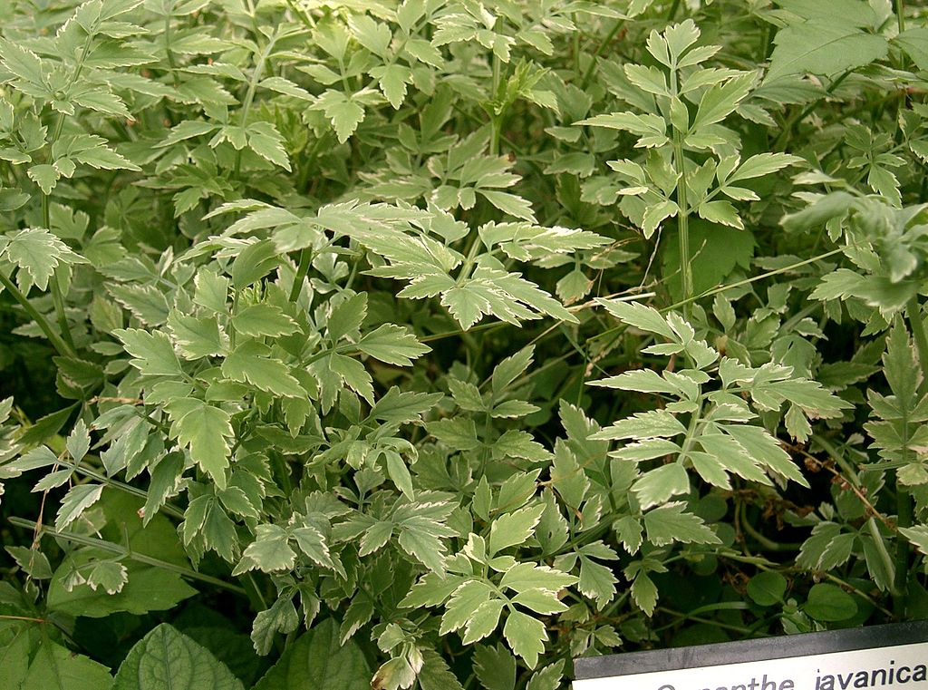 20 Bare Root Oenanthe javanica Minari Water Dropwort Edible Korean Herb Veggie Asian Aquatic Garden Plant