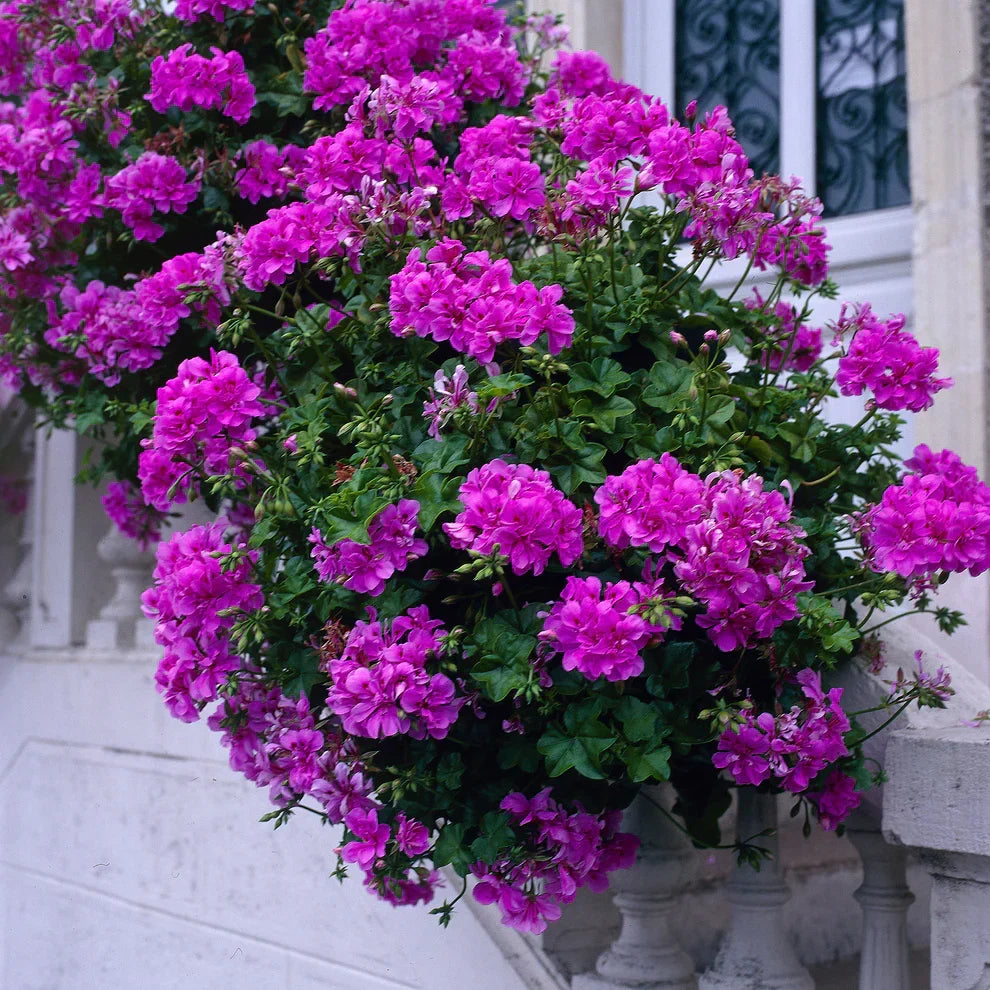 Purple Pelargonium Regal Geranium Plant Cuttings – 6" Live Starter Plants with Martha Washington Flowers