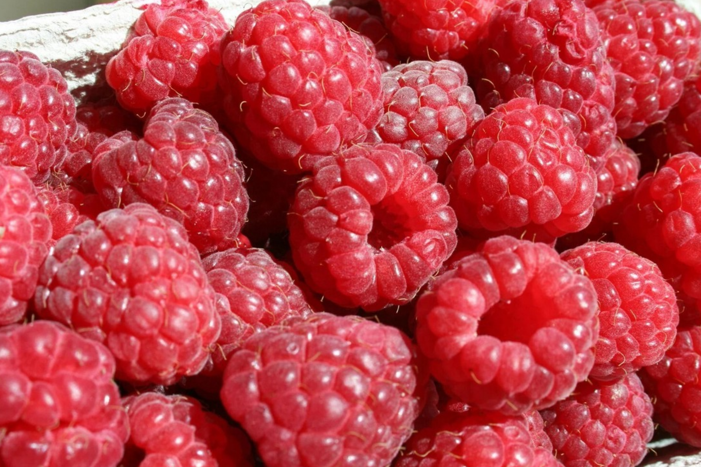 Berrylicious Raspberry Seeds – Non-GMO Rubus idaeus Fruit Seeds for Home Gardening, 125 Pack