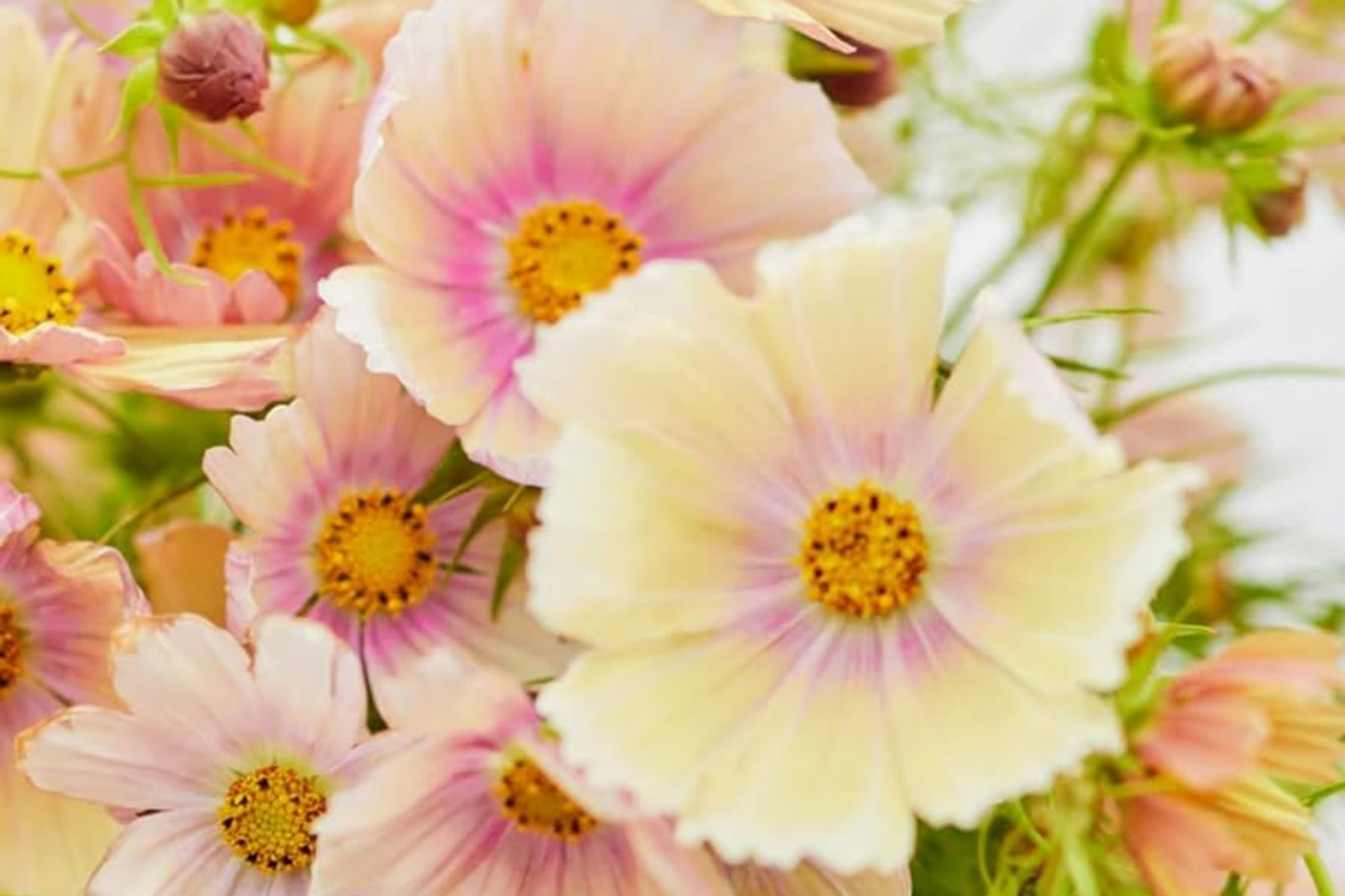 Cosmos Seeds - 35 Bulk Annual Seeds - Vibrant Cosmos bipinnatus for Garden Planting and Floral Arrangements