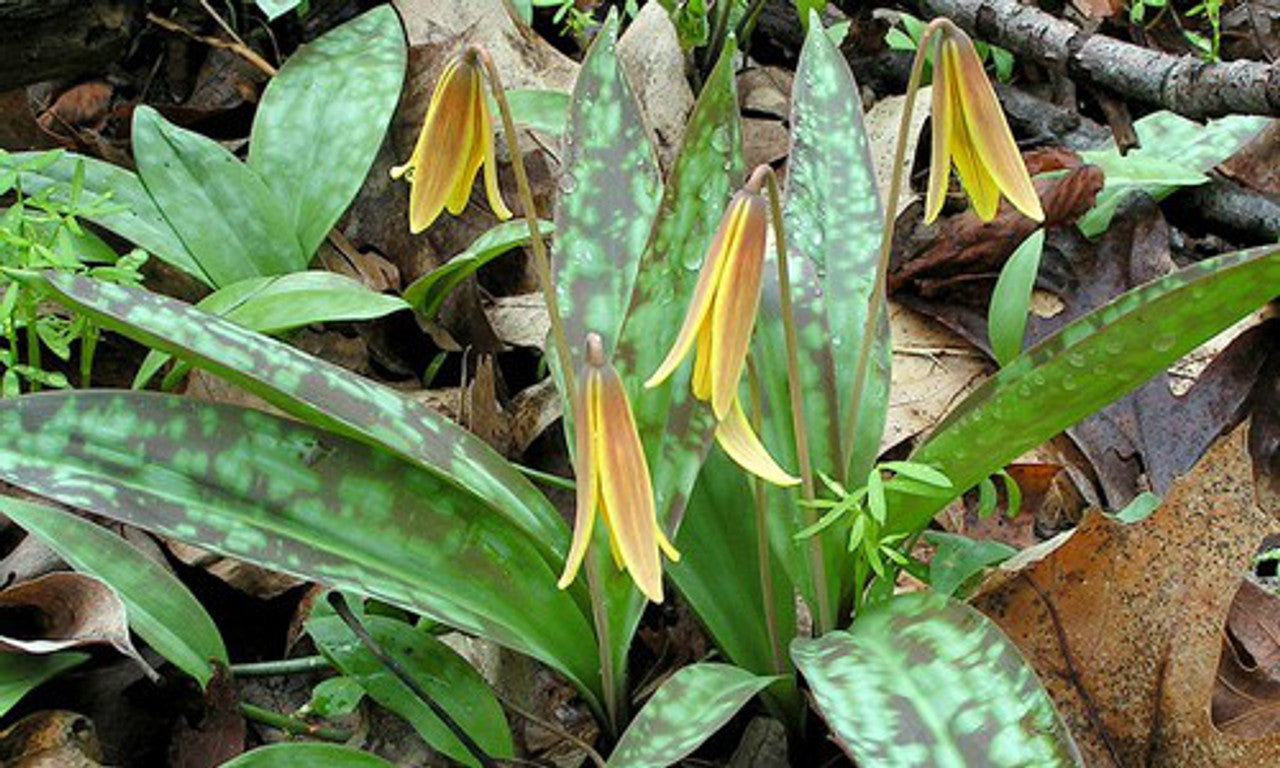 5 Trout Lily Bulbs Erythronium americanum Woodland Wildflower Shade Garden Perennial Yellow Flowers