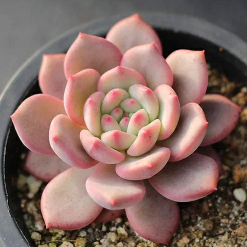 Echeveria ‘Ariel’ – Rare Succulent Plant 2–3 Inches, Live Bare Root, Easy Care Pastel Rosette, Indoor Outdoor Decor