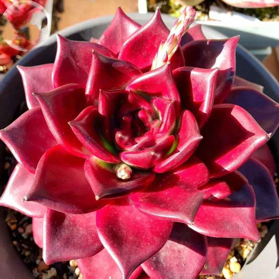 Echeveria Agavoides v. Romeo Rubin Rare Succulent 2.5” Bare Root Indoor Plant Easy-Care Home Décor Gift