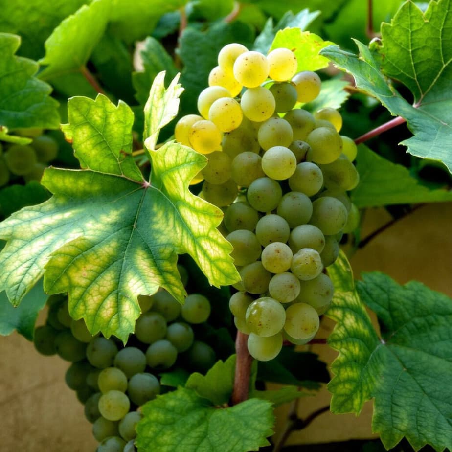 Cold Hardy Grape Cuttings – Unrooted Perennial Clones for Zone 3, Hardy Vines for Cold Climates, Sweet Fruit, Easy to Grow