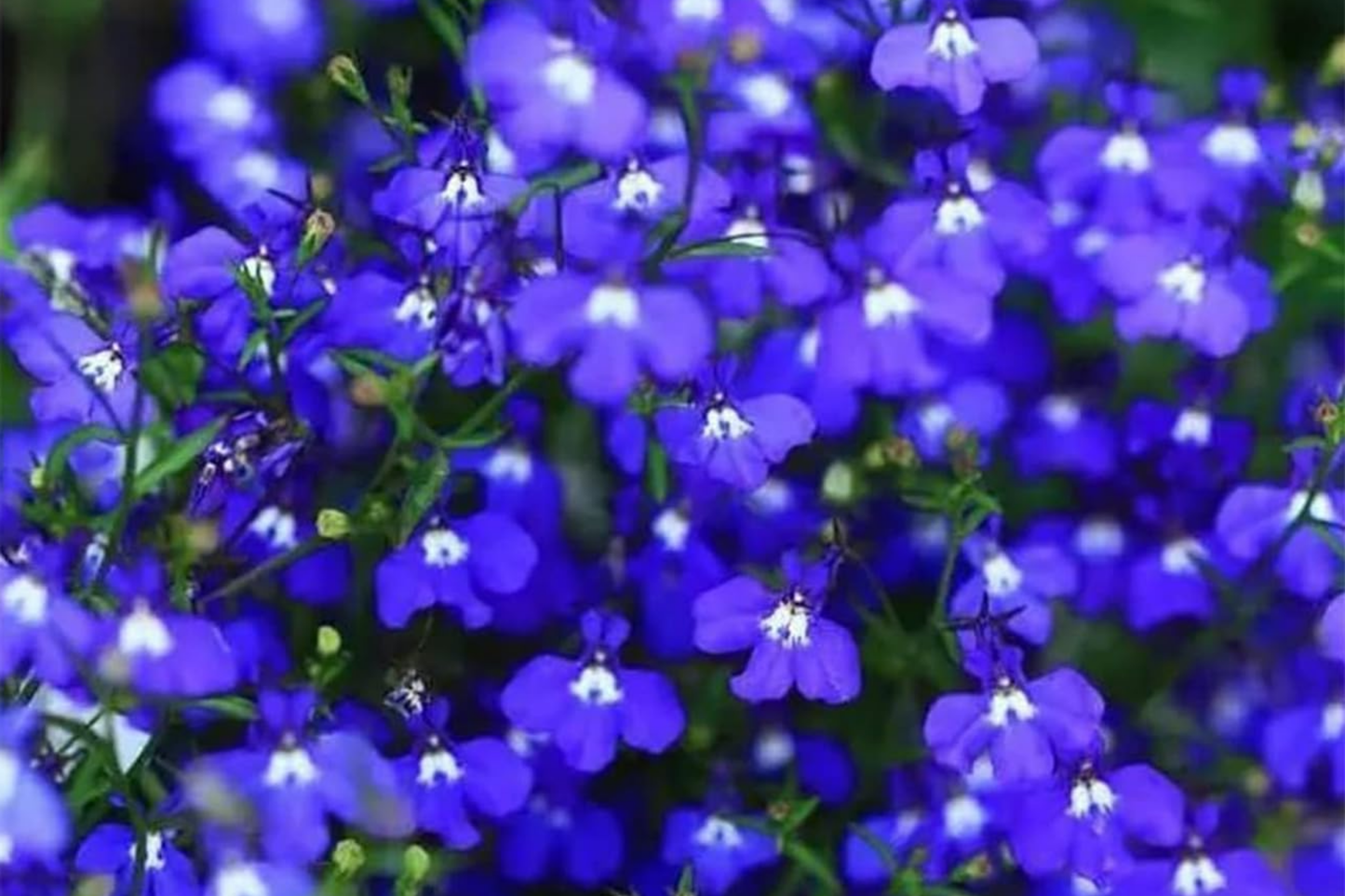 Magic Blue Creeping Thyme Seeds - 20,000+ Heirloom Ground Cover Seeds - Thymus serpyllum for Drought-Resistant, Fragrant, Low-Maintenance Garden Coverage
