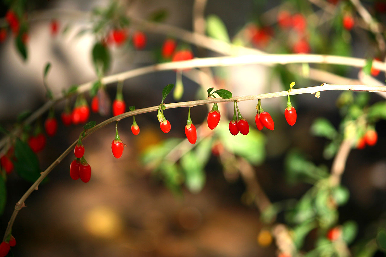 10 Goji Berry Cuttings – Unrooted Lycium barbarum for Propagation – Grow Your Own Superfruit Plant at Home or Garden