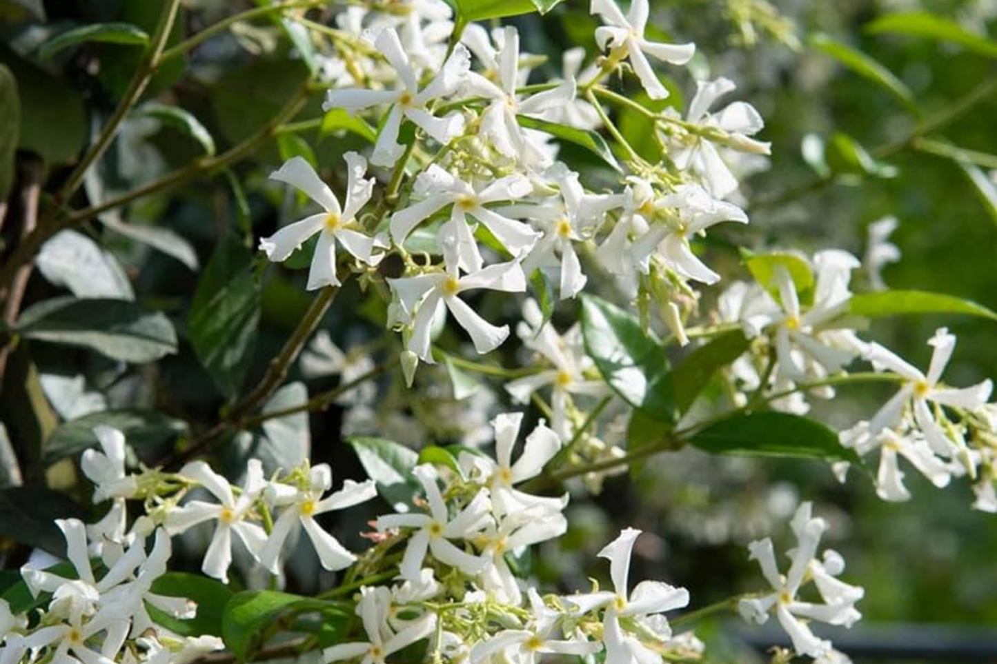 Mixed Star Jasmine Flower Seeds - Fragrant Climbing Jasmine - Trachelospermum jasminoides - Garden, Outdoor, Trellis, Fencing