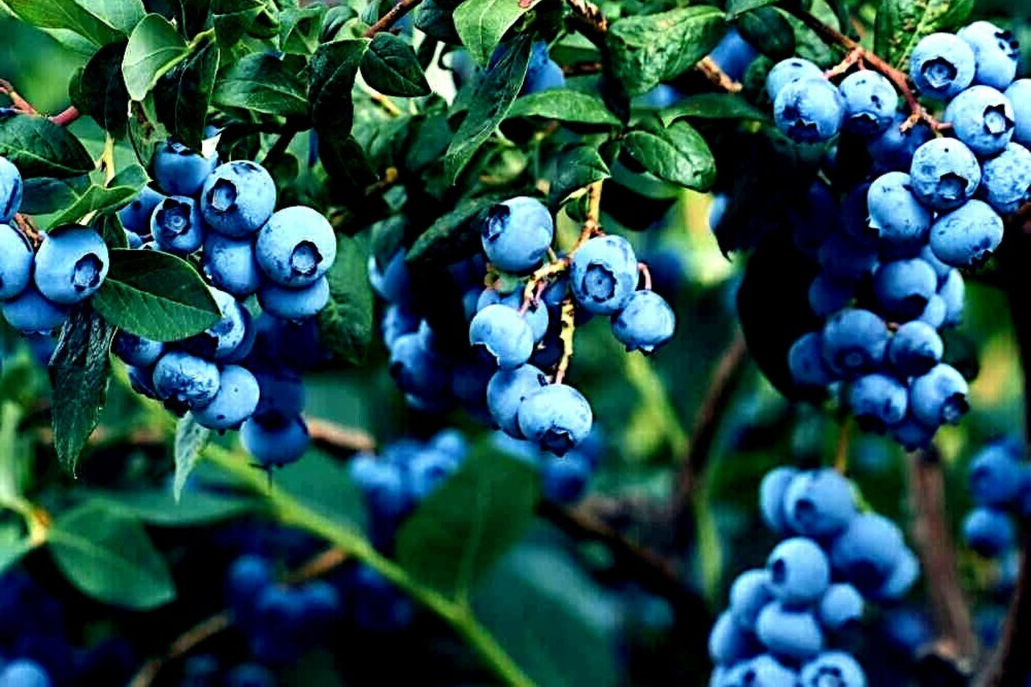 Blueberry Tree Seeds - New Jersey Southern Highbush - Cold Hardy Vaccinium corymbosum Garden Fruit Plant