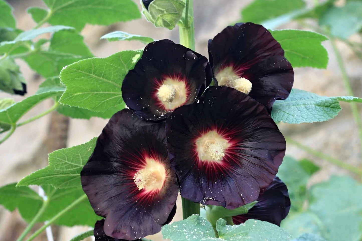 Hollyhock Seeds | Large Black & Deep Red Flowers | Alcea rosea 'Nigra' | Cottage Garden, Pollinator Attracting