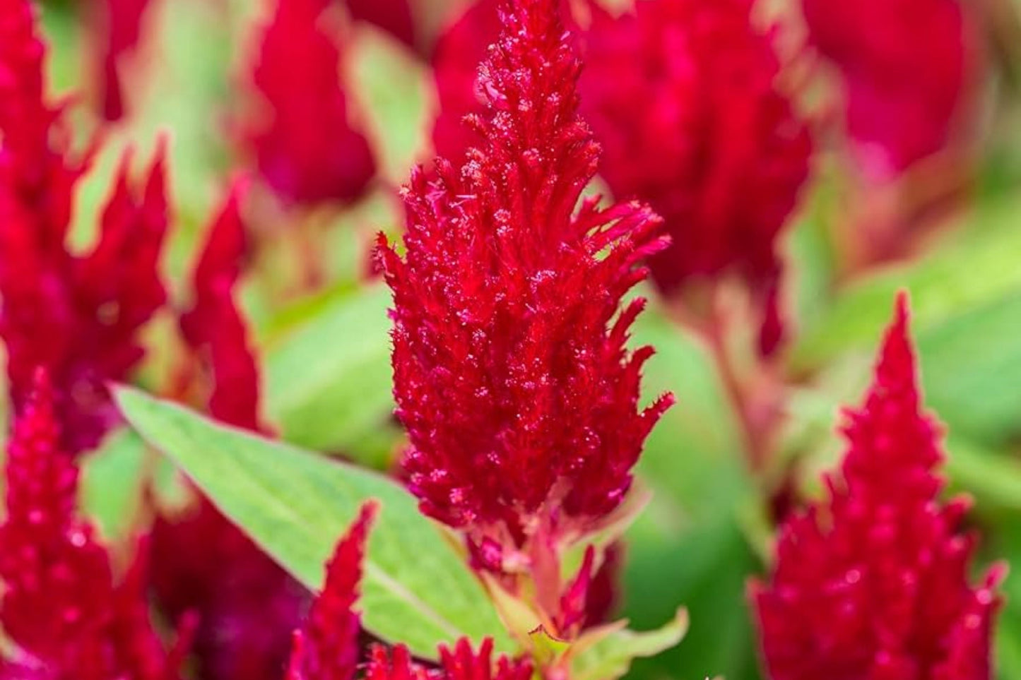 Scarlet Plume Celosia Seeds | Non-GMO Flower Seeds | Celosia argentea | Vibrant Red, Easy to Grow Garden Flower