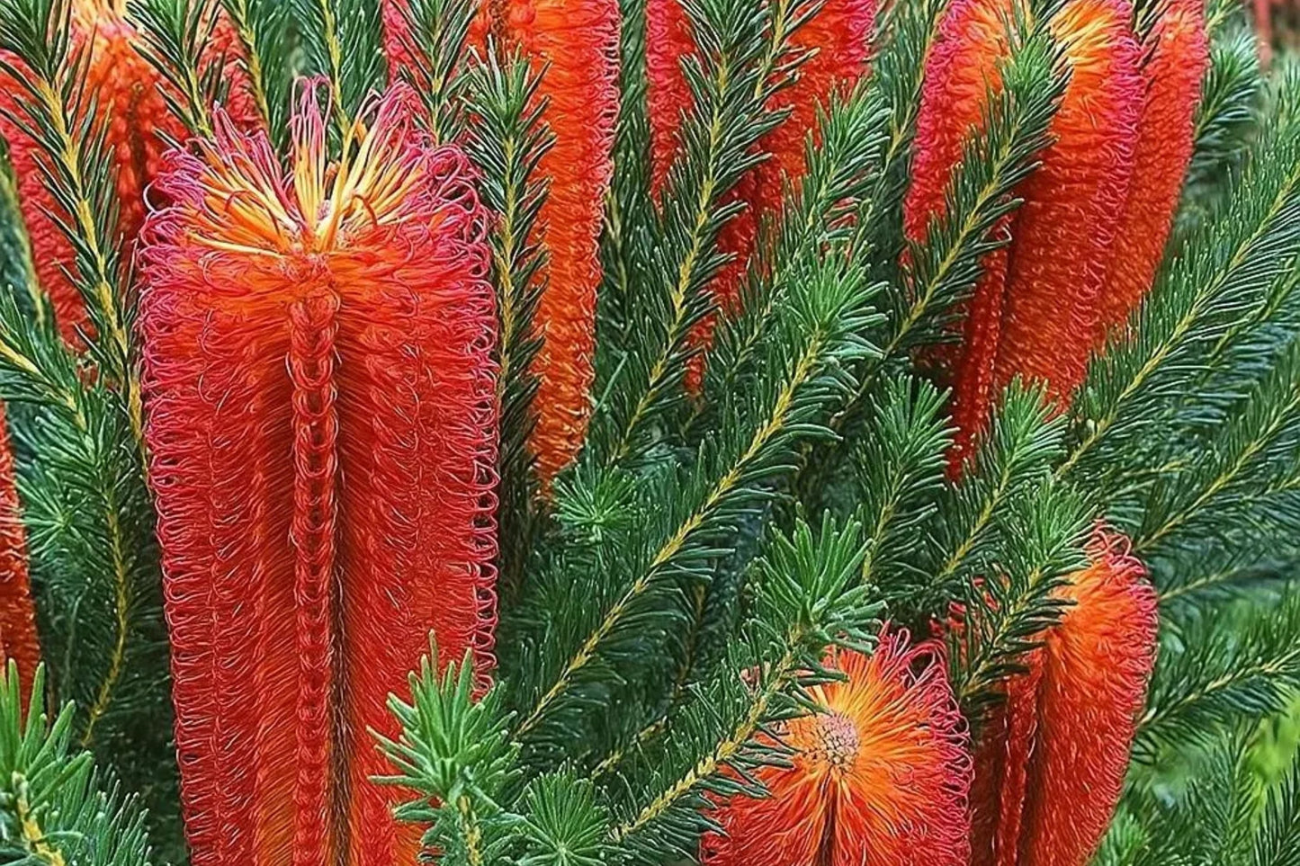 Banksia ericifolia Seeds - 10 Lantern Fireworks "Little Eric" Rare Australian Flowering Tree Seeds for Native Garden