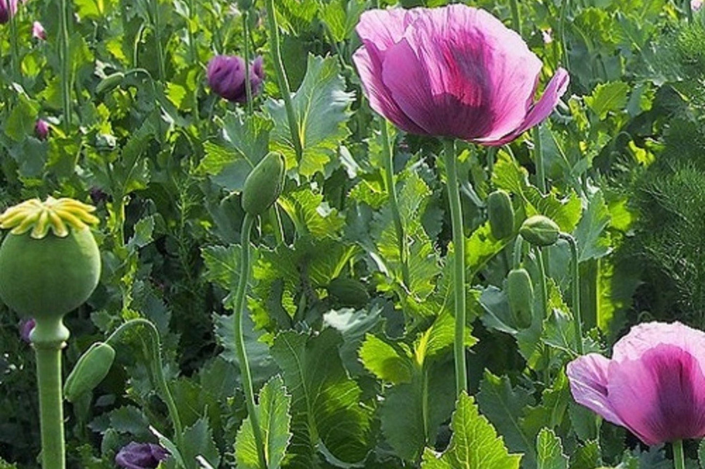 Organic Czech Republic Papaver Somniferum Poppy Seeds – 20,000 Fresh Planting Seeds for Vibrant Garden Flowers