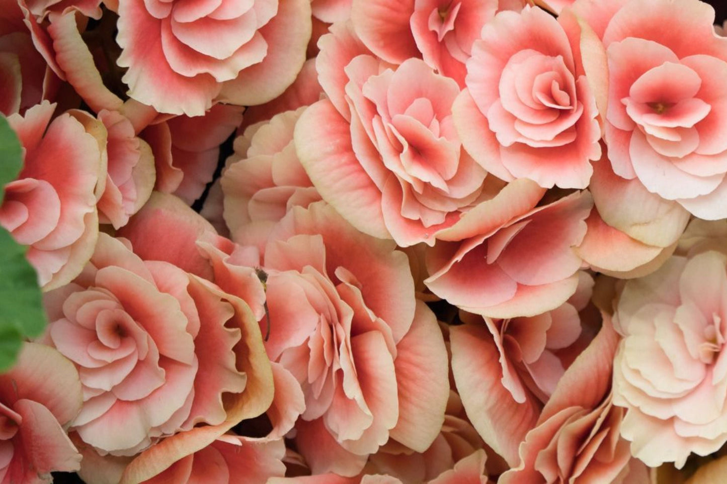 Dreamscape Blend Begonia Seeds - Non-GMO Flower Seeds for Gardening, 45 or 125 Seeds, Colorful Varieties, Easy to Grow, Shade Tolerant