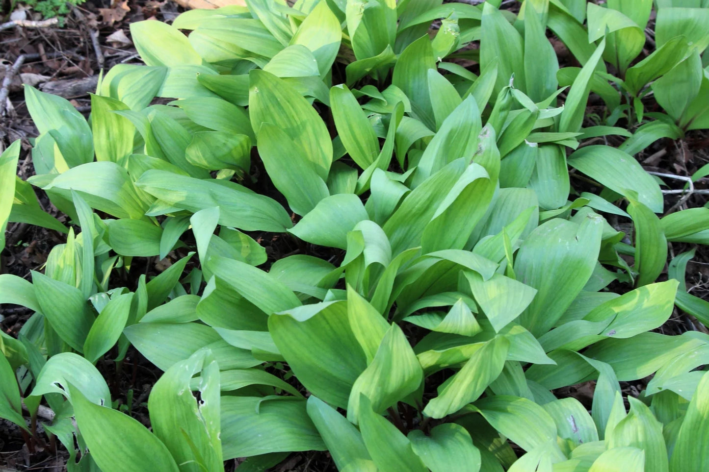 Wild Ramps Seeds Allium tricoccum Ramson Wild Garlic Wild Leek Plant - Edible Culinary Herb