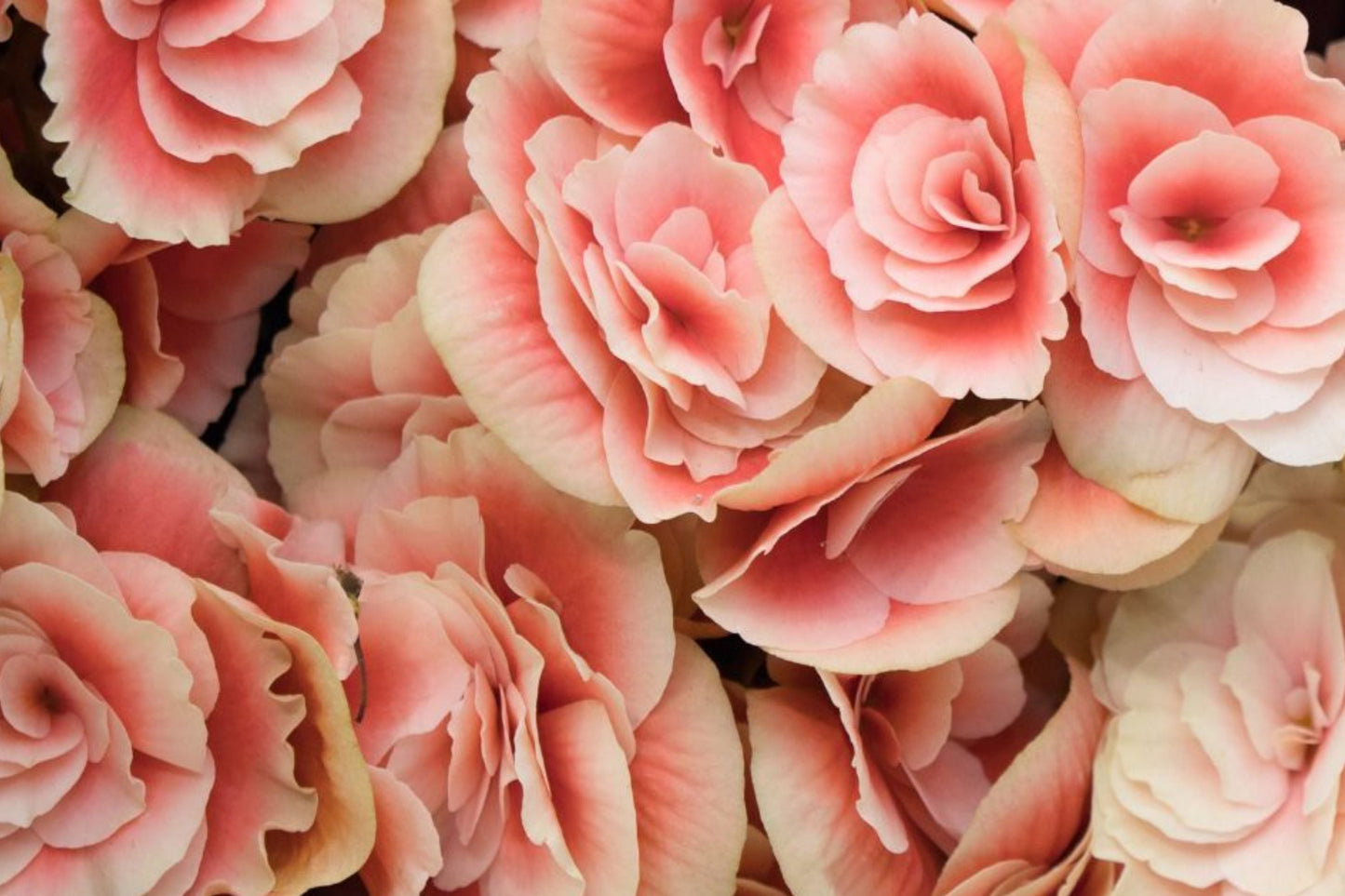 Coral Mosaic Begonia Seeds – Non-GMO Flower Seeds for Shade Gardens, Begonia rex 'Coral Mosaic'
