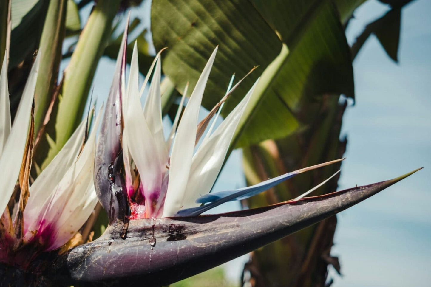 Giant White Bird of Paradise Seeds - Strelitzia nicolai Tropical Flower Plant Seeds for Gardening & Landscaping