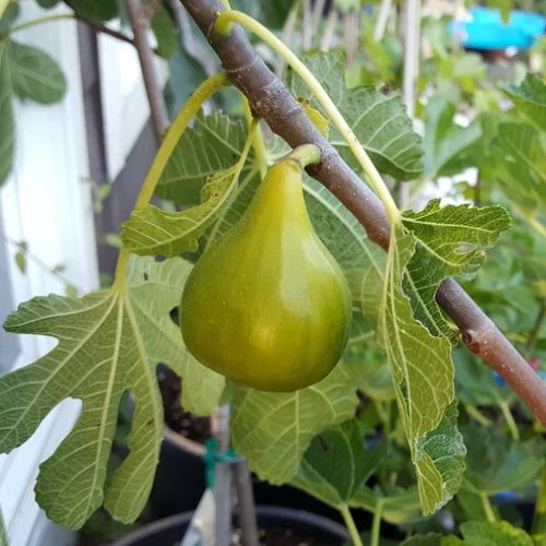 5 White Adriatic Fig Cuttings | Live Unrooted Ficus carica Stems for Propagation | Green-Skinned Fruit for Home Orchard