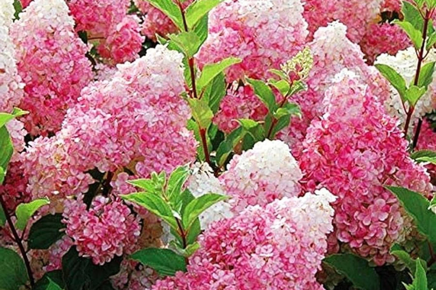 50+ Mix Perennial Flower Seeds | Vanilla Strawberry Hydrangea (Hydrangea paniculata) for Garden Planting