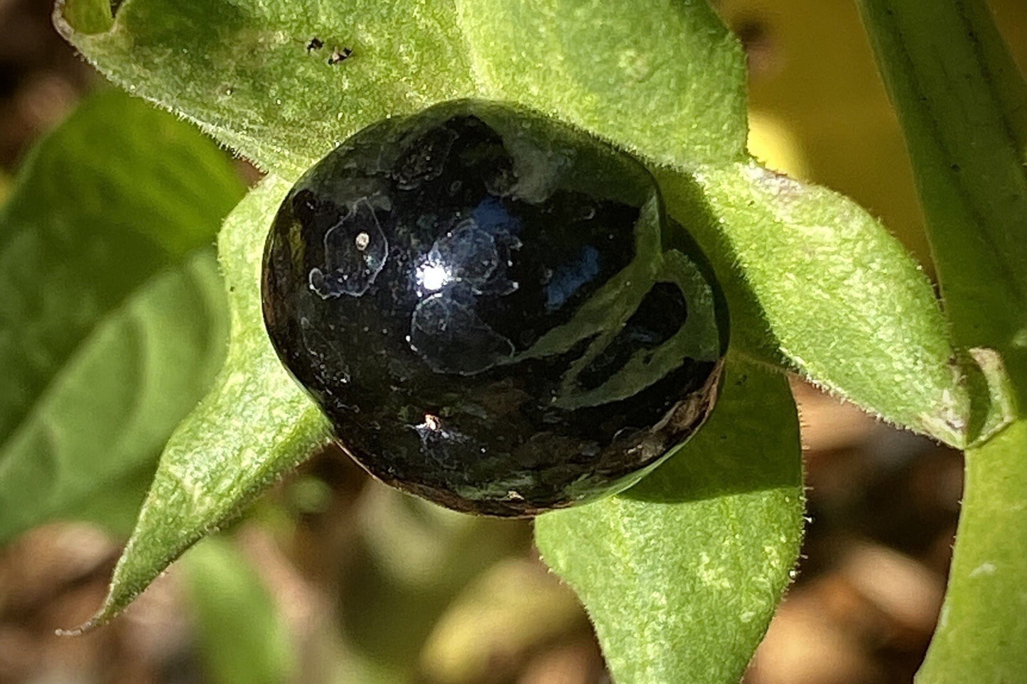 Belladonna Seeds - 120 Organic Atropa Belladonna Deadly Nightshade for Wicca Magic and Herbal Use