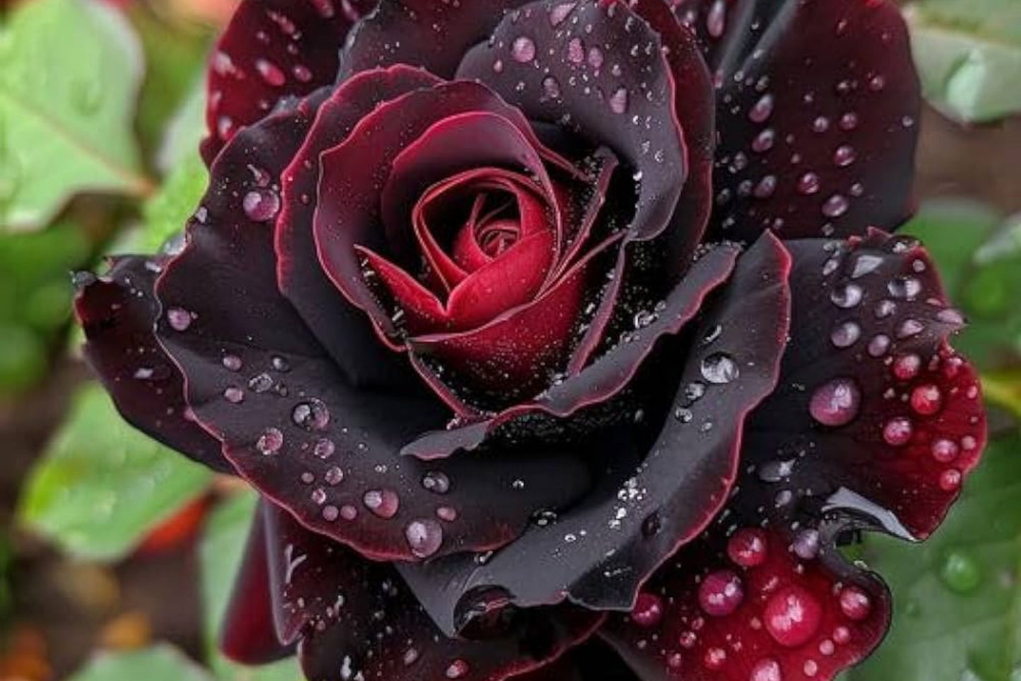 Dark Red/Black Rose Flower Seeds – 100 Rare Exotic Garden Seeds for Germination – Unique Blooming Roses for Plant Lovers