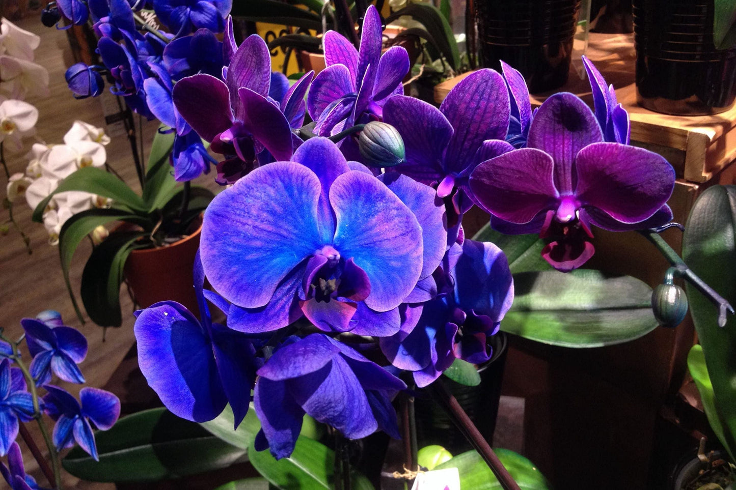 Phalaenopsis Orchid Seeds 50 Pcs Choice Colors for Balcony Gardening - Orchidaceae Bonsai Flower Seeds