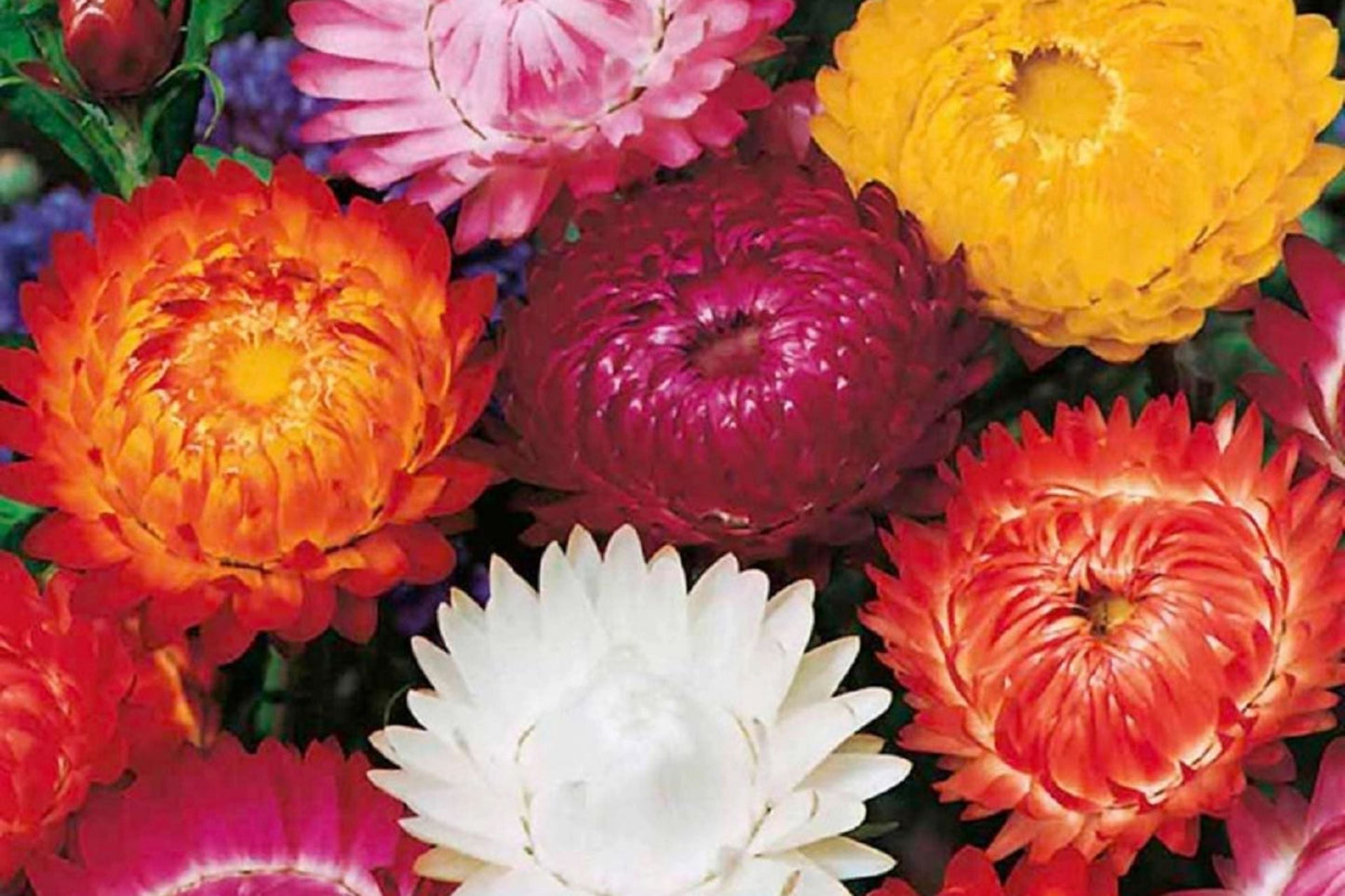Swiss Giant Mix Strawflower Seeds | Non-GMO Xerochrysum bracteatum Flower Seeds | Bulk Pack for Gardens & Cut Flowers