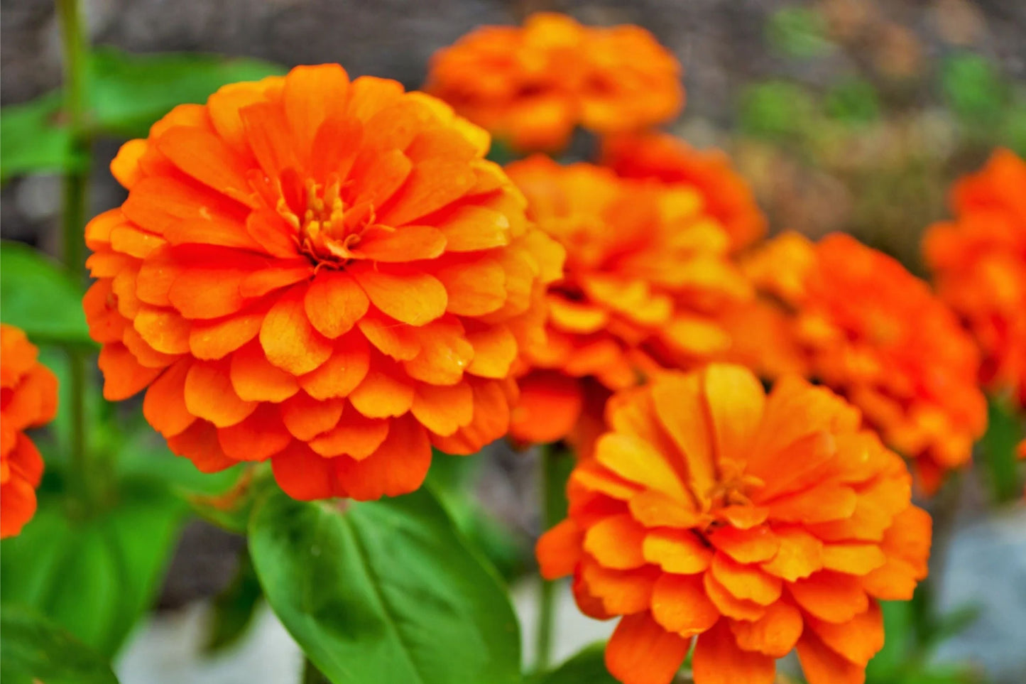 Zinnia Seeds - Giant 5" Orange Flowers - Zinnia elegans - Easy-to-Grow Annual Garden Flowers for Pollinators