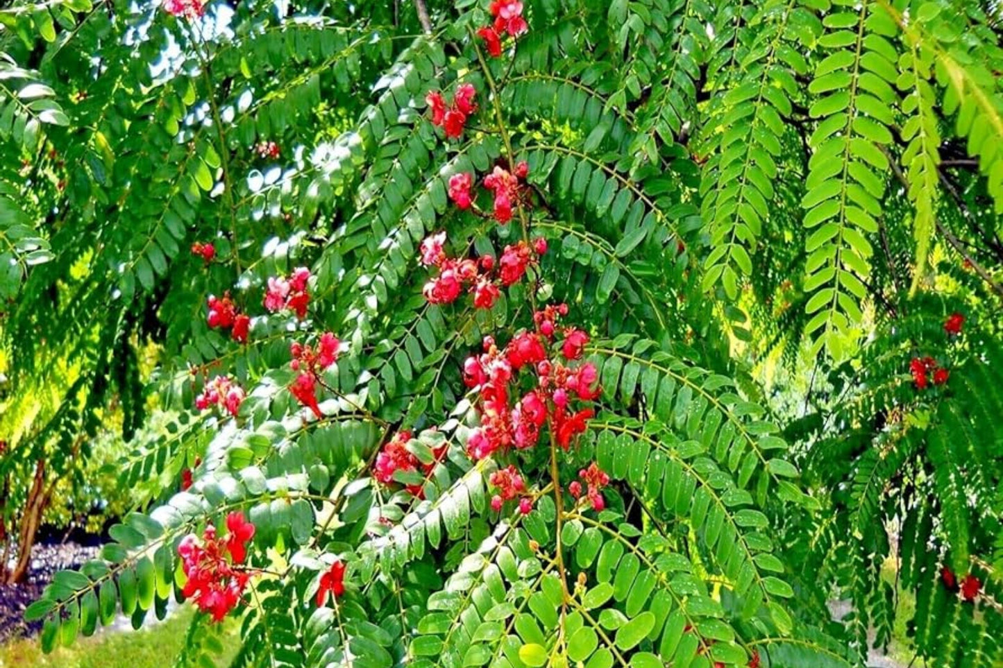 Red Shower Tree Seeds - Tropical Flowering Plant - Cassia roxburghii "Rose Cassia" - Vibrant Red Blossoms for Garden and Landscape