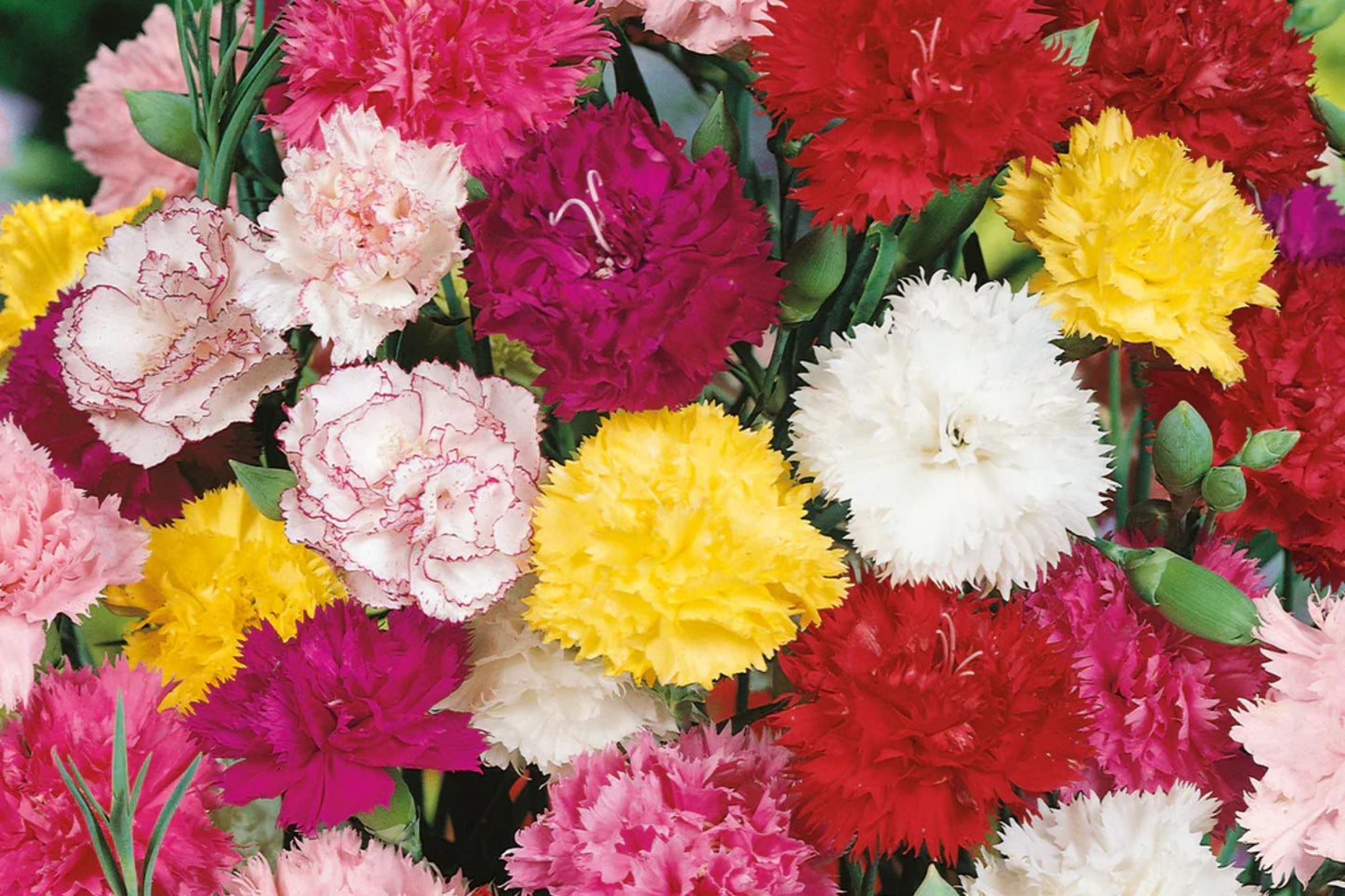 Chabaud Mix Carnation Seeds | Flower Seeds | Colorful Blooms | Dianthus caryophyllus | Easy to Grow Garden Seeds