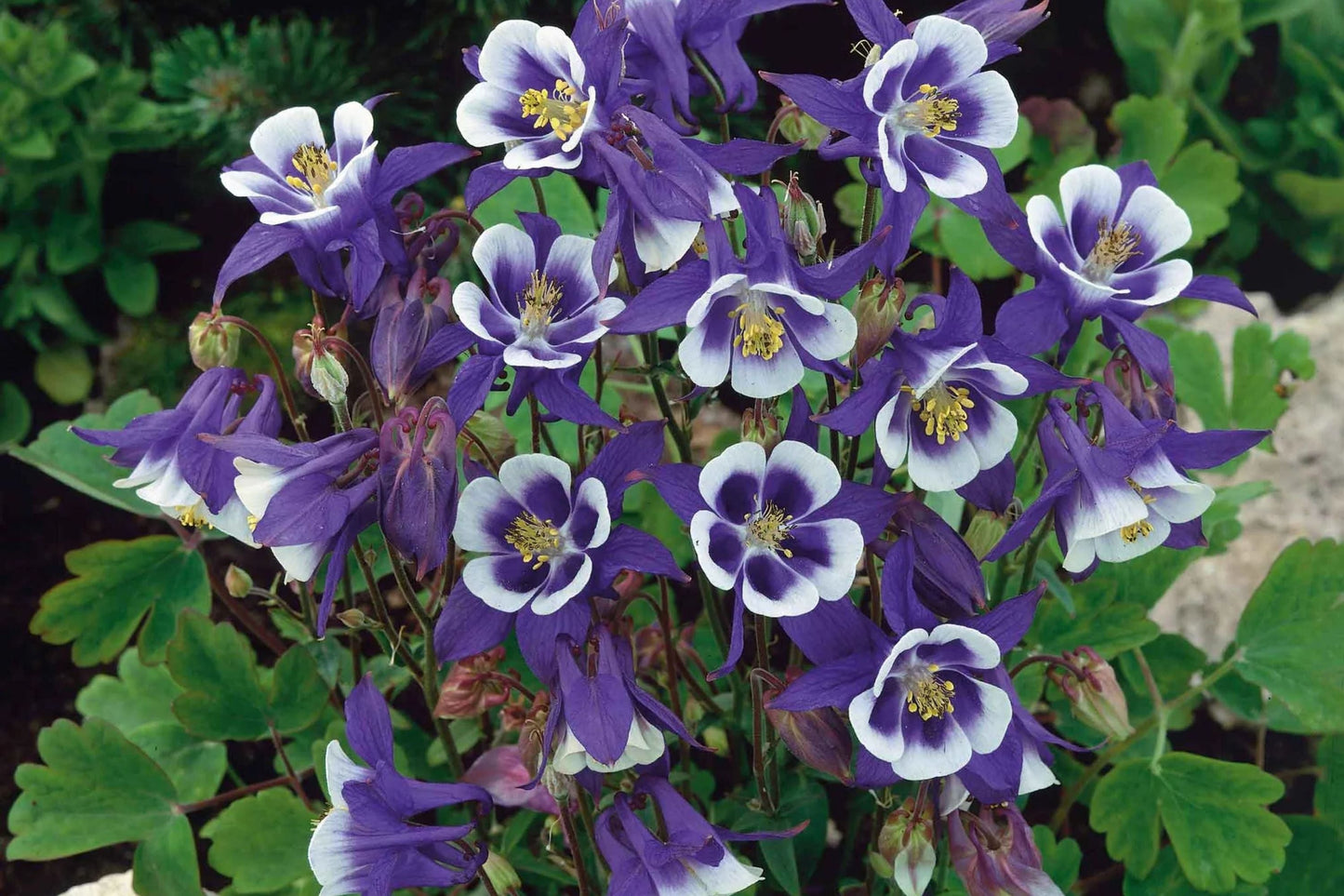 Blue Star Columbine Seeds | Non-GMO Flower Garden Seeds | Aquilegia caerulea | Blue Star Flower Seeds for Borders & Containers