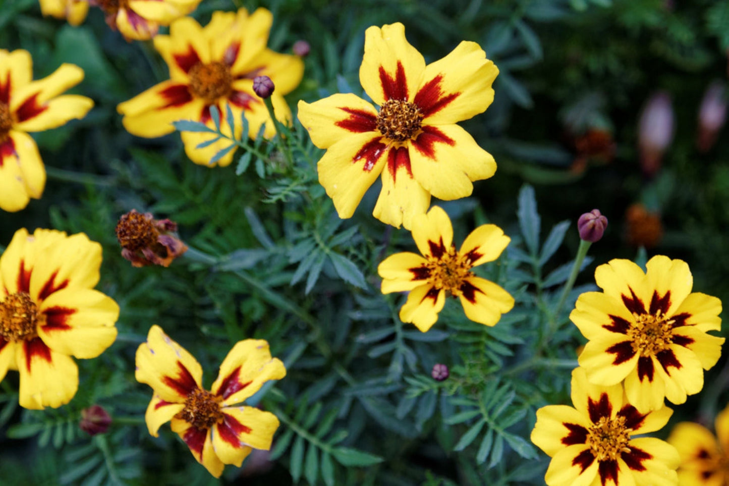 Dainty Marietta Dwarf Marigold Seeds - Tagetes patula - Heirloom Non-GMO Flower Seeds for Containers & Gardens