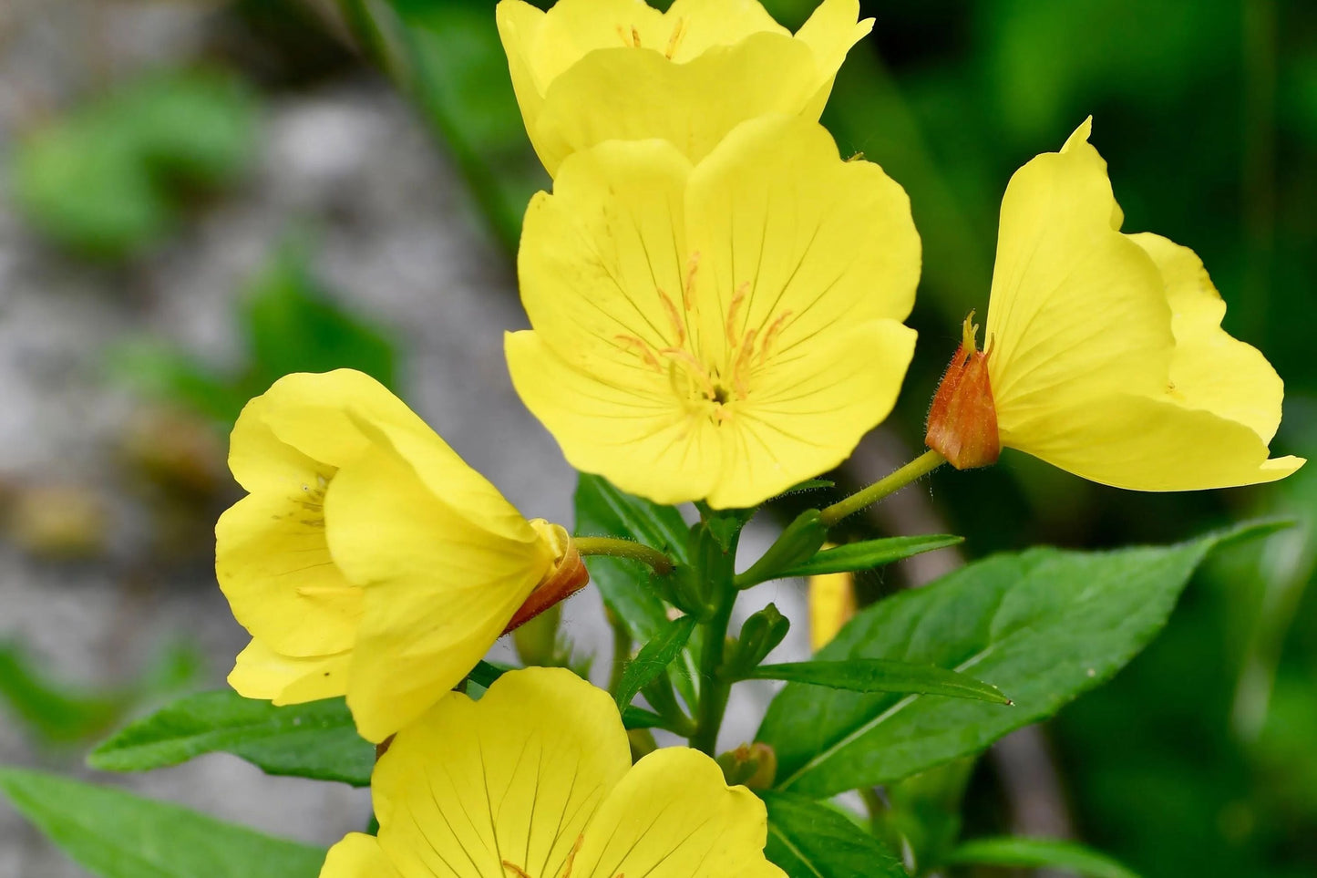 Yellow Common Evening Primrose Seeds | Non-GMO Flower Seeds | Oenothera biennis | Bright Yellow Blooms for Gardens and Pollinator Attraction