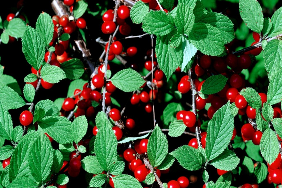 Nanking Cherry Tree Seeds - Prunus tomentosa - Fast Growing, Hardy Fruit Variety
