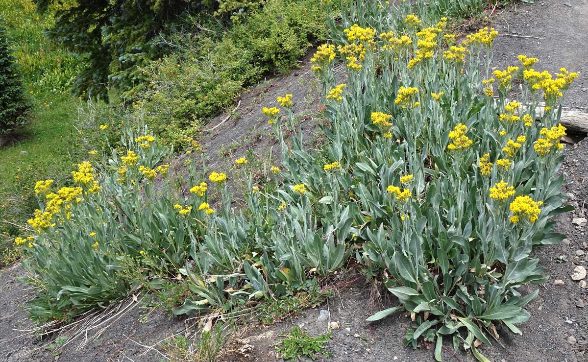 Senecio atratus Seeds – Tall Blacktip Ragwort Native Perennial Wildflower, Pollinator-Friendly Plant, 100 Seeds
