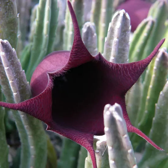 Black Bell Stapelia Live Starter Plant Bareroot – Rare Huernia leendertziae Succulent with Black Flowers