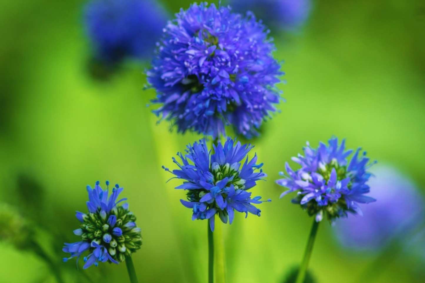 Gilia Capitata Seeds - Queen Anne's Thimbles Blue - Annual Wildflower Seeds for Borders, Meadows & Pollinator Gardens