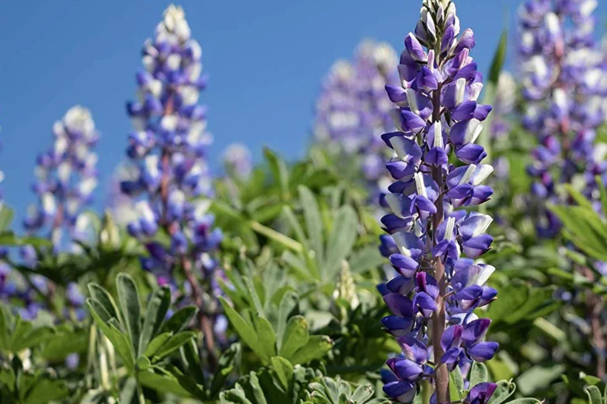 Arroyo Lupine Seeds - Purple-Blue & White Blooms - Lupinus succulentus - Drought Tolerant Wildflower - Non-GMO, USDA Zones 3-9