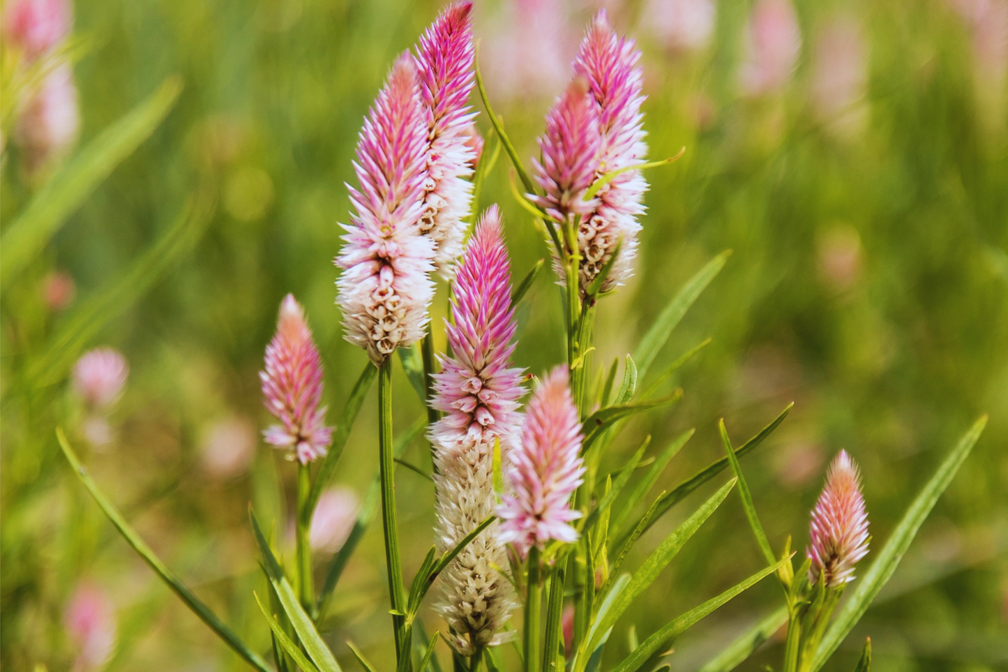 Celosia Spicata Seeds - Wheatstraw Flamingo Flower Seeds for Gardens, Bright Feathery Blooms, Drought-Tolerant, Full Sun, Butterfly & Pollinator Attractant