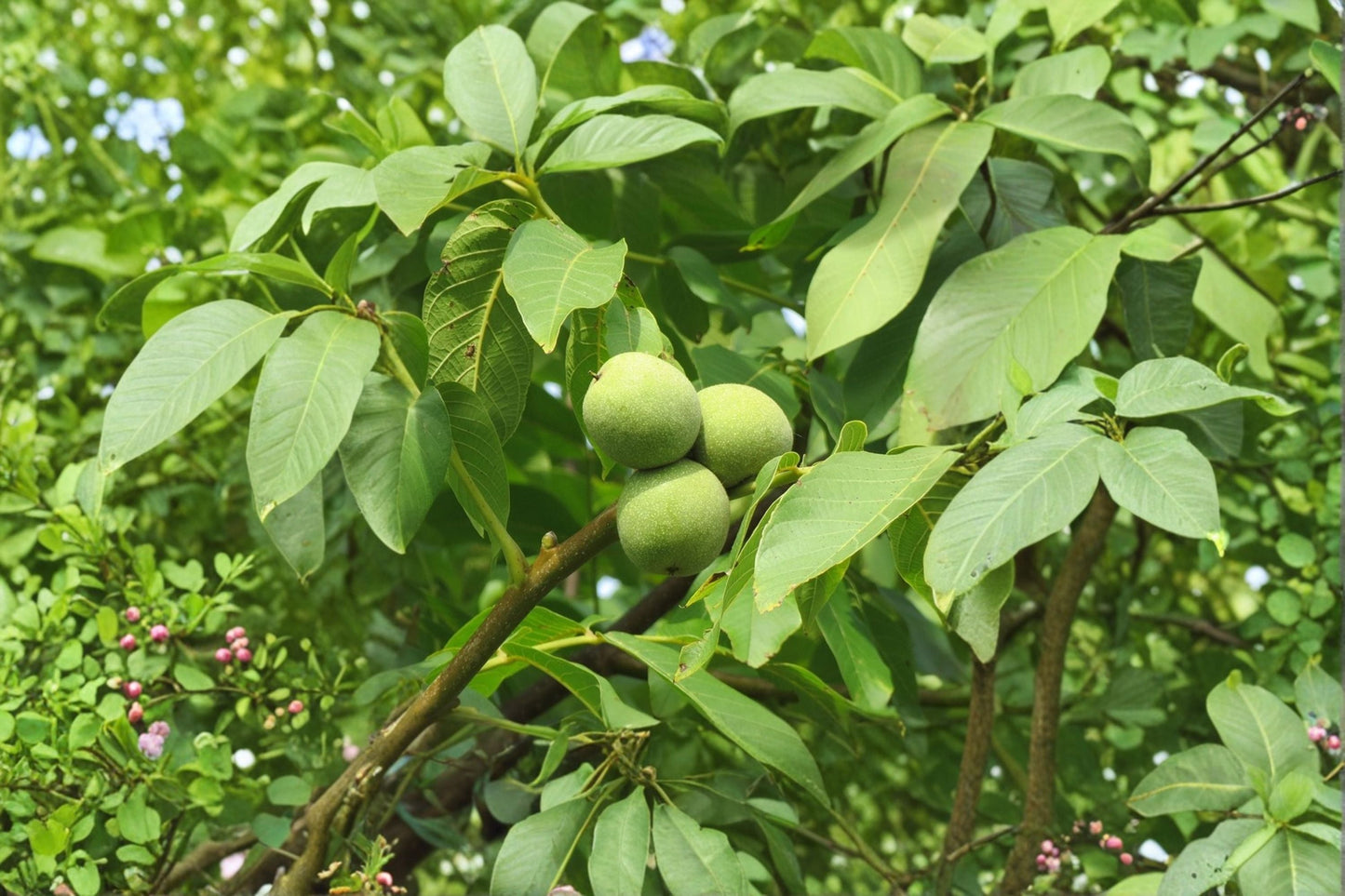 English Walnut Tree – Live Bareroot Juglans regia with Edible Sweet Walnuts, Orchard Starter, Hardy Nut Tree