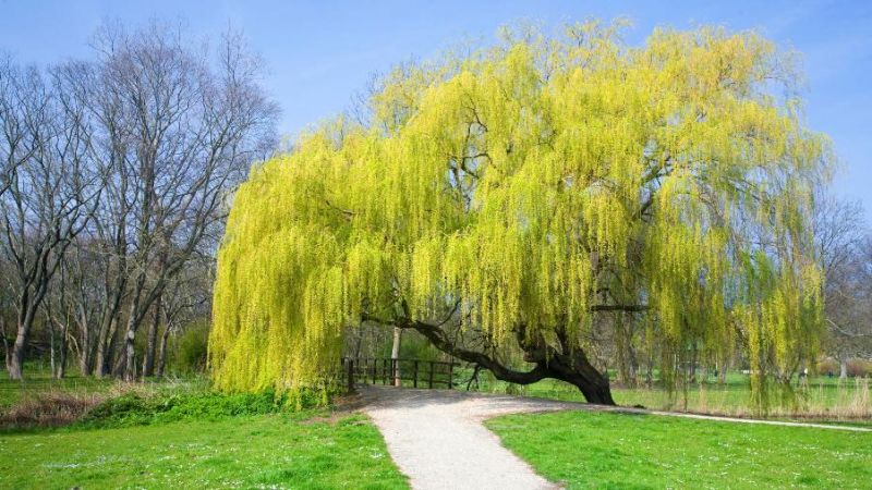5 Gold Weeping Willow Tree Cuttings | Salix babylonica | Unrooted Stems for Bonsai, Landscape, Water Garden, Shade Tree