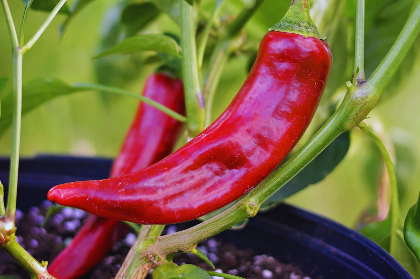 Kung Pao Pepper Seeds | Non-GMO Red Chili & Guajillo Pepper | Capsicum annuum for Spicy Culinary Use