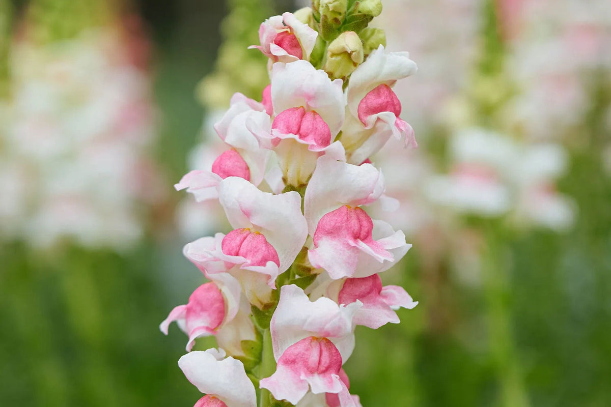 Appleblossom Snapdragon Seeds | Heirloom Non-GMO | Fragrant Peach, Apricot, Pink Blooms | Antirrhinum majus | Pollinator-Friendly