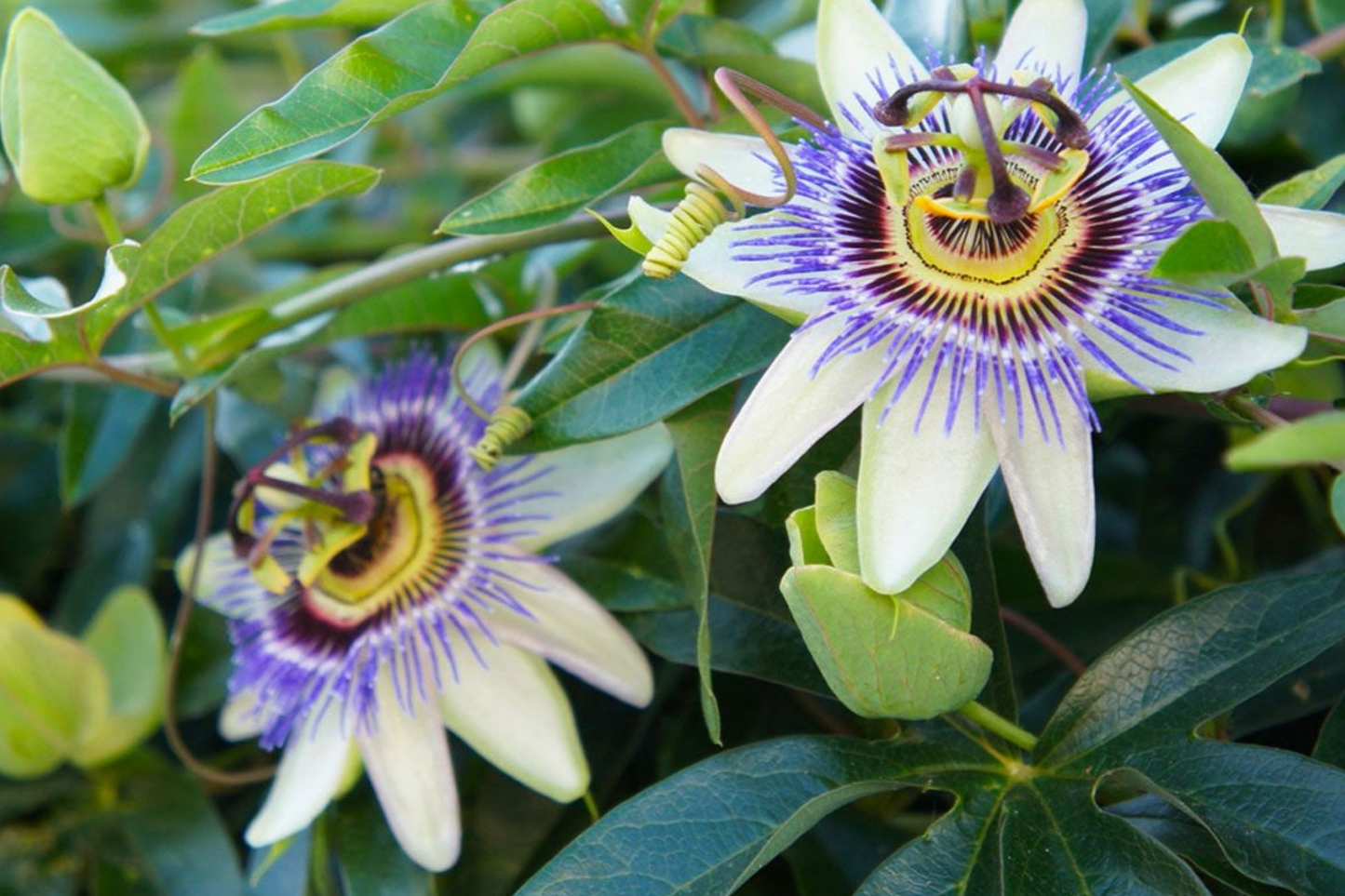 Purple Passion Fruit Seeds - Non-GMO Passiflora Edulis Vine Seeds for Tropical Garden, Patio, or Trellis